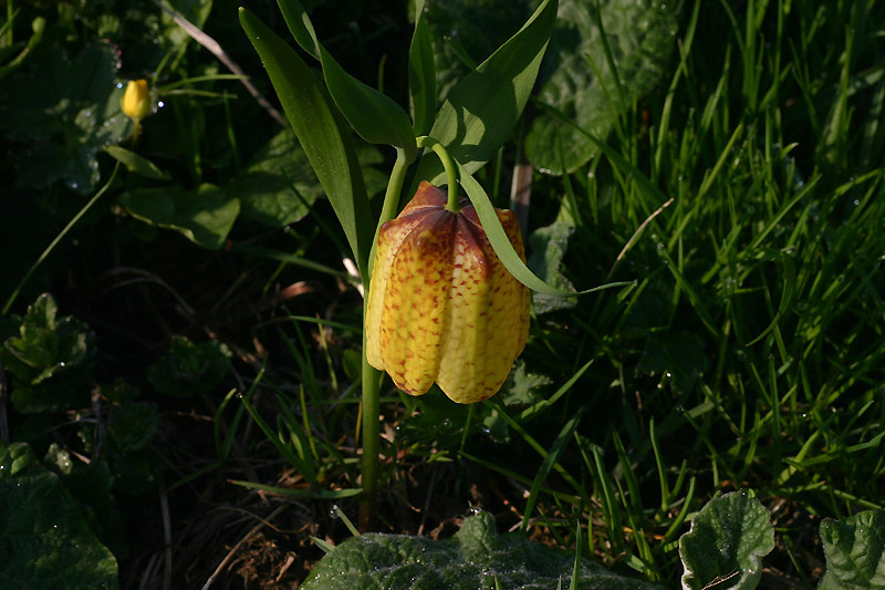 Fritillaria tubaeformis subsp. moggridgei / Meleagride alpino